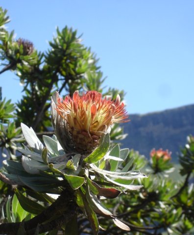 Protea roupelliae subsp. roupelliae flowerhead and leaves